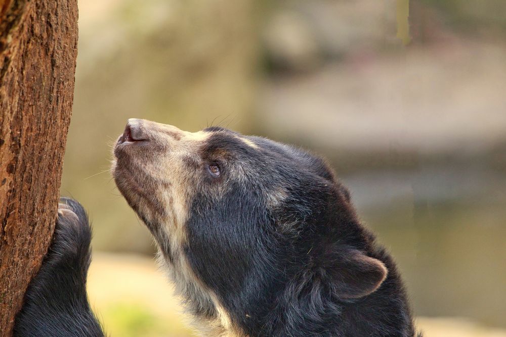 Brillenbär