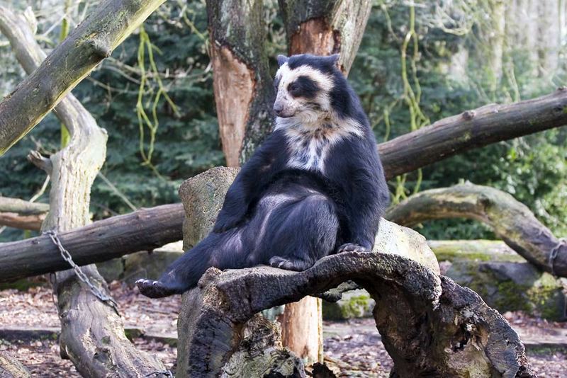 Brillenbär im Dortmunder Zoo