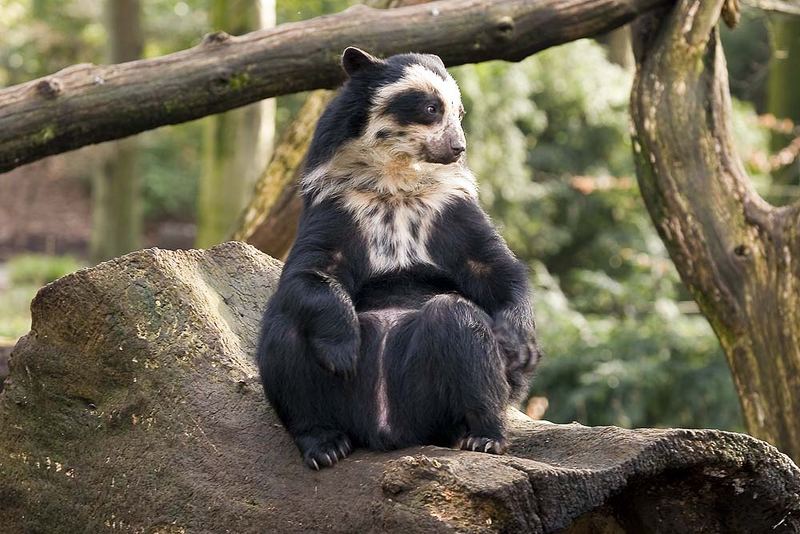 Brillenbär im Dortmunder Zoo