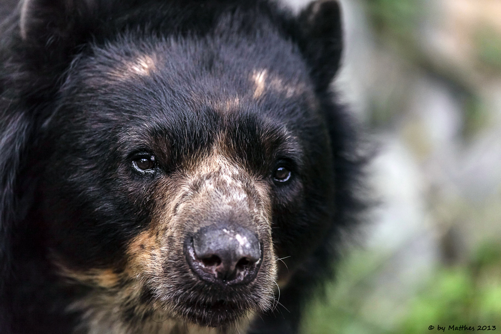 Brillenbär im Portrait