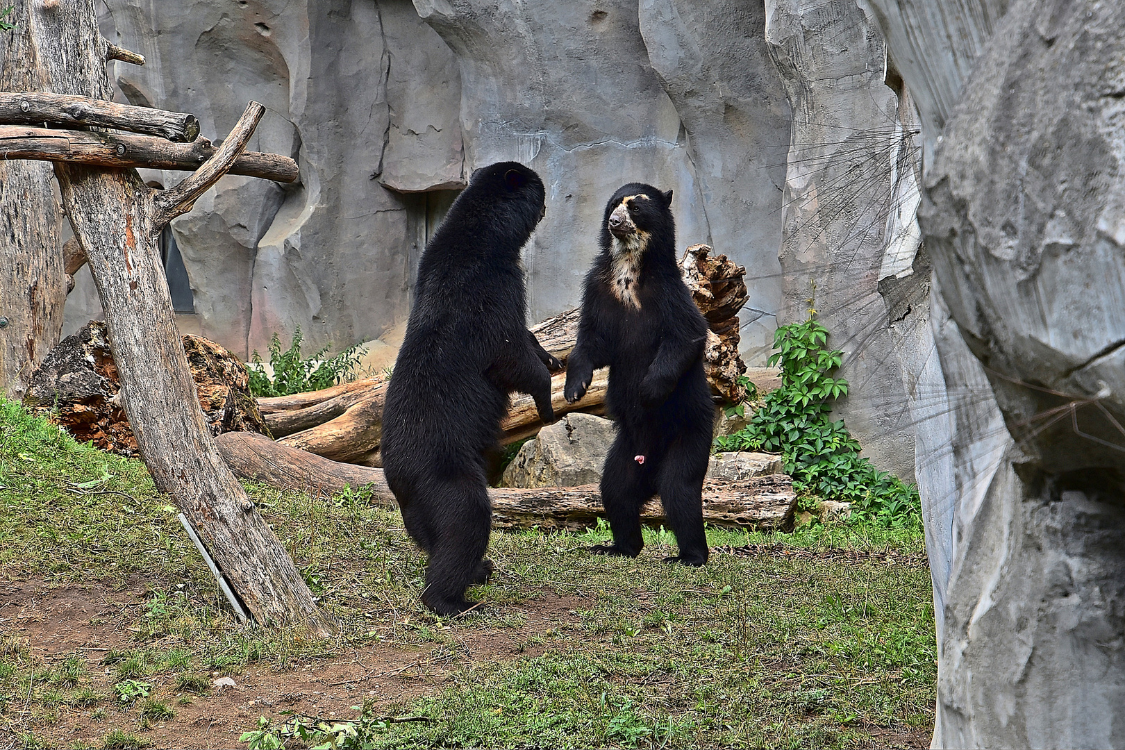 Brillenbär oder Andenbär (Tremarctos ornatus)