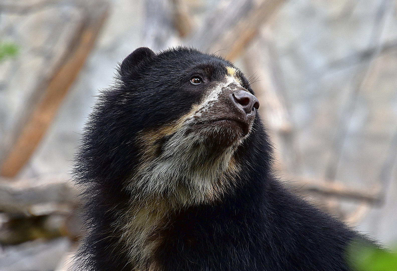 Brillenbär oder Andenbär (Tremarctos ornatus)