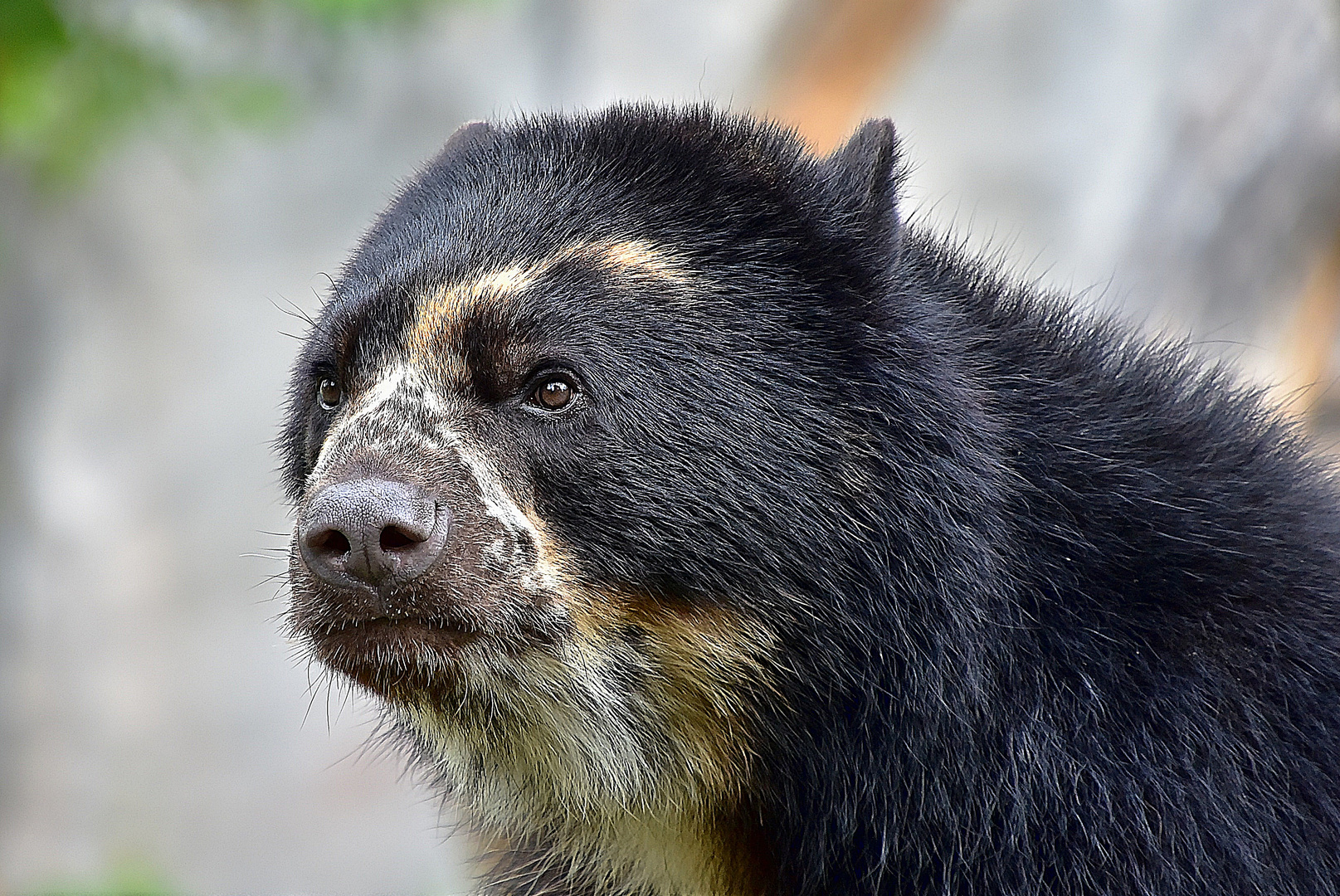 Brillenbär oder Andenbär (Tremarctos ornatus)