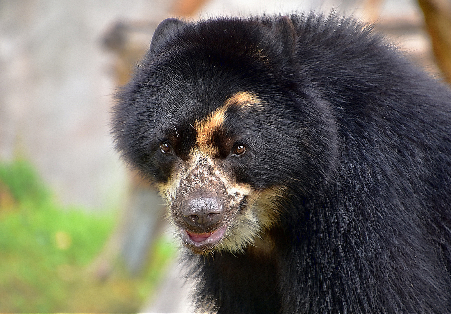 Brillenbär oder Andenbär (Tremarctos ornatus)