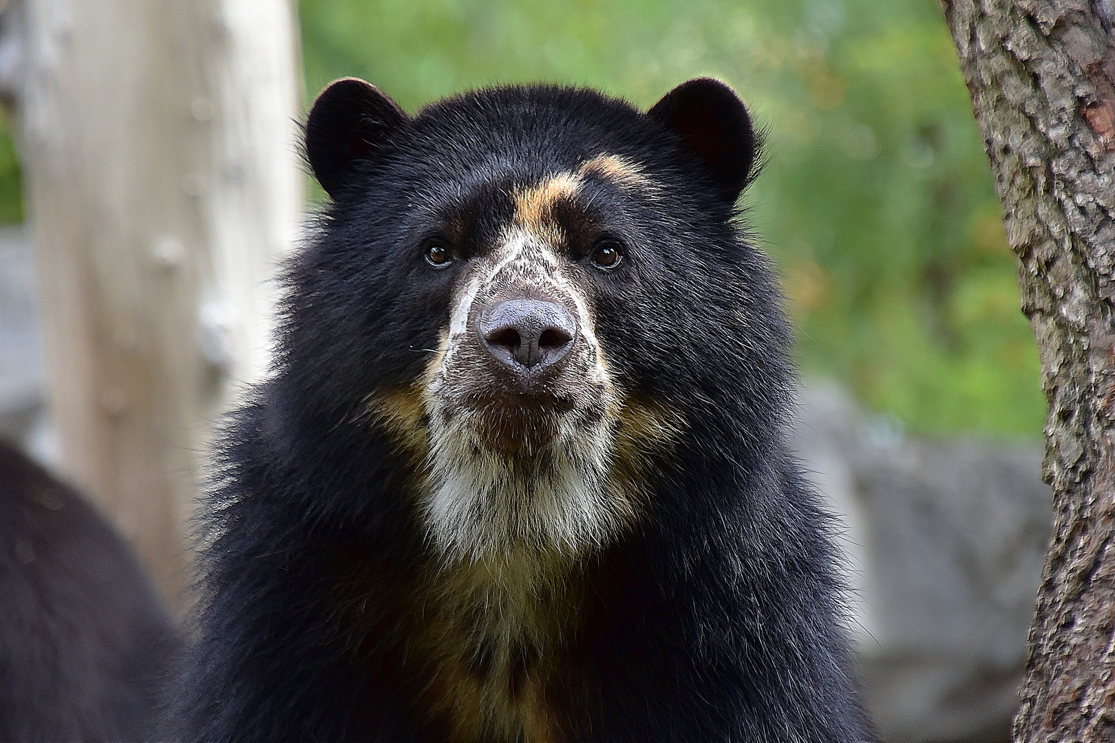 Brillenbär oder Andenbär (Tremarctos ornatus)