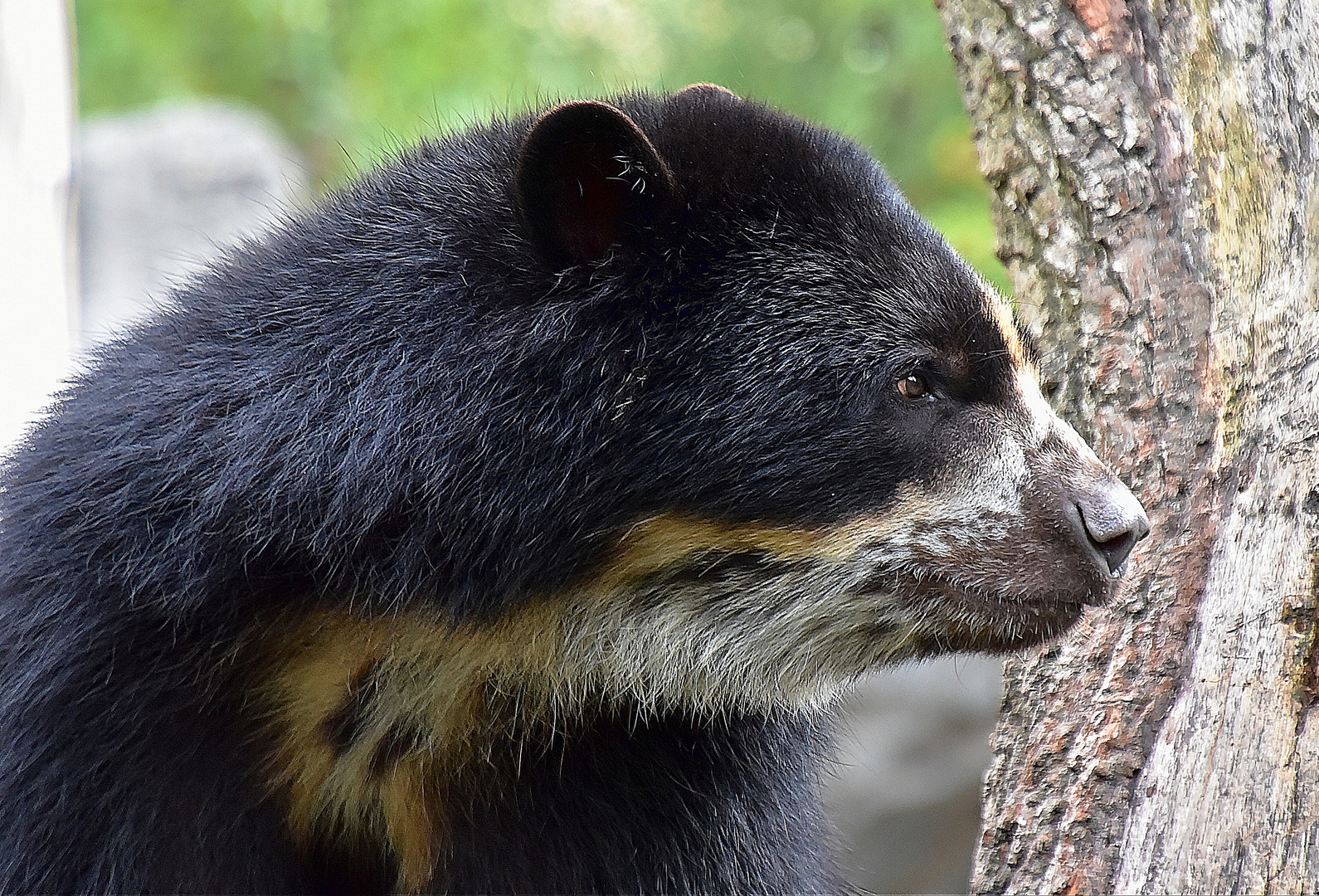 Brillenbär oder Andenbär (Tremarctos ornatus)