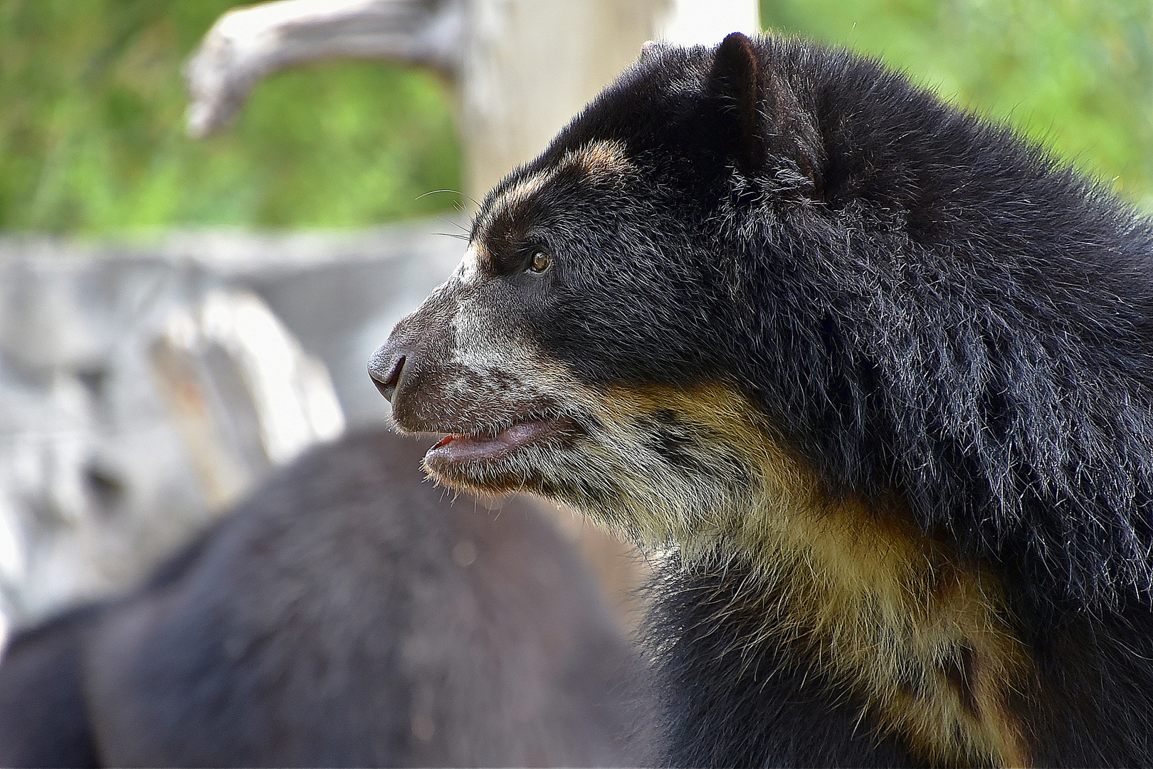 Brillenbär oder Andenbär (Tremarctos ornatus)