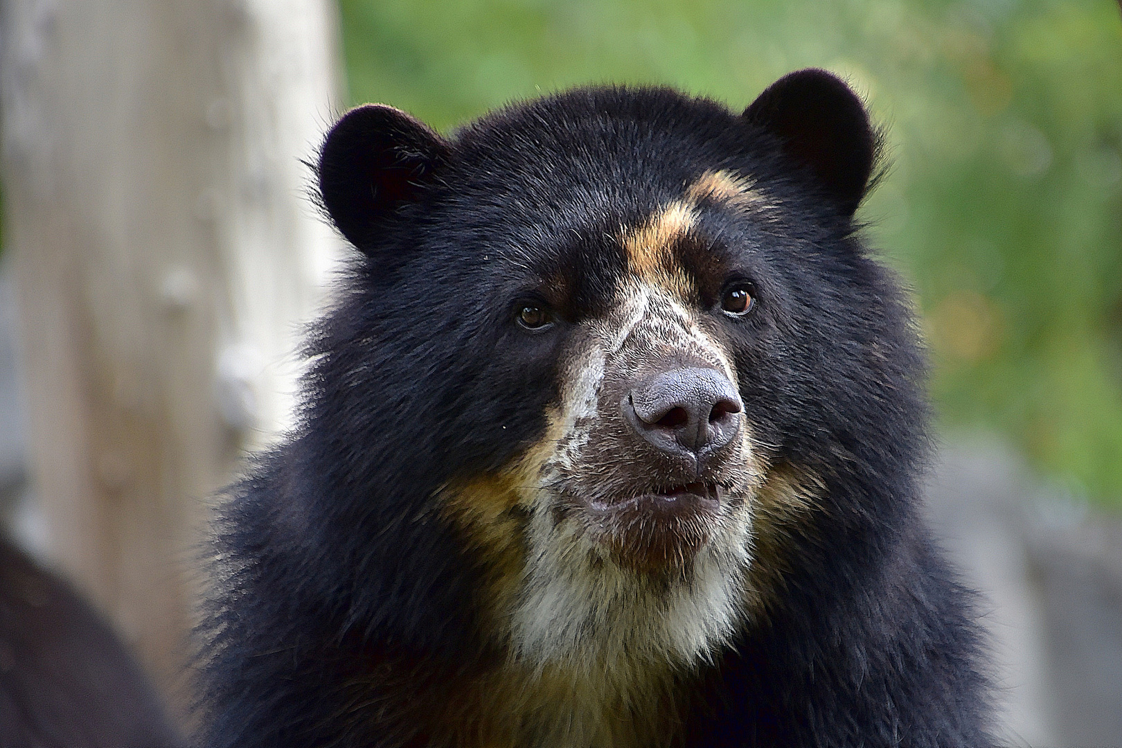 Brillenbär oder Andenbär (Tremarctos ornatus)