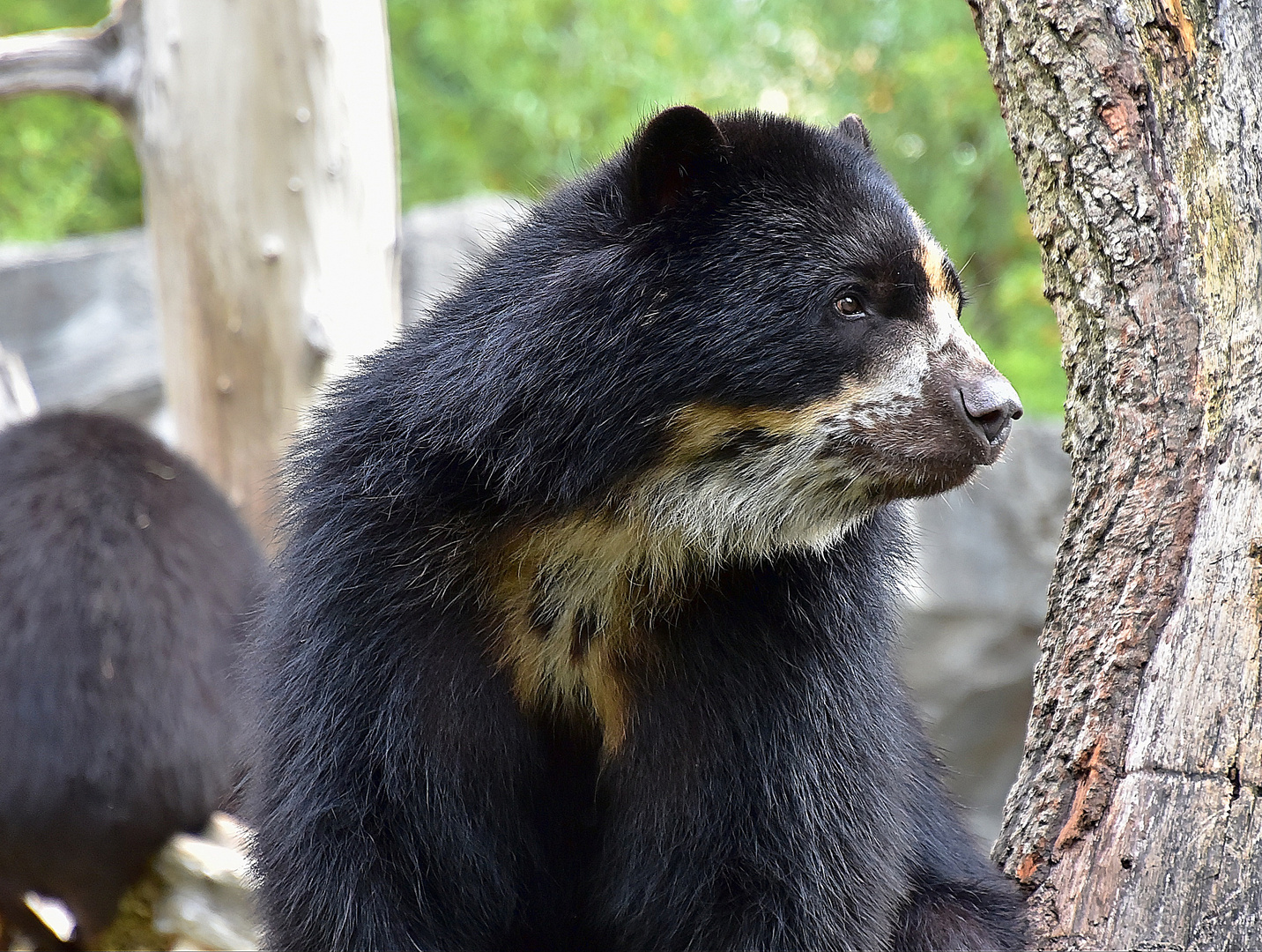 Brillenbär oder Andenbär (Tremarctos ornatus)