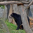 Brillenbär oder Andenbär (Tremarctos ornatus)