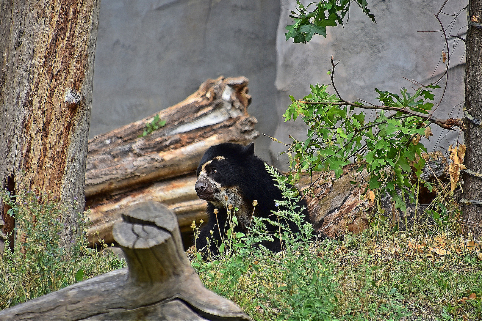 Brillenbär oder Andenbär (Tremarctos ornatus)