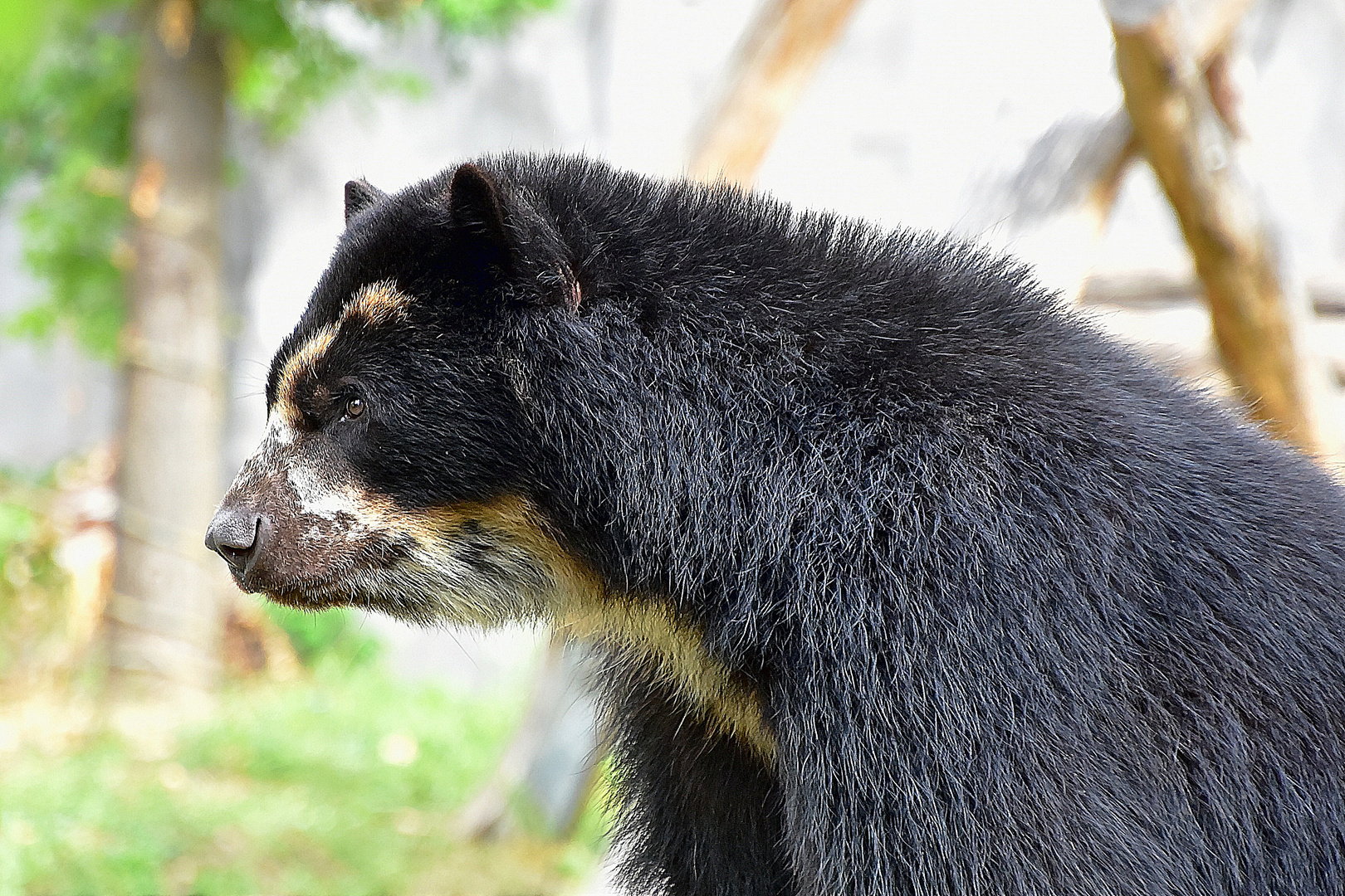 Brillenbär oder Andenbär (Tremarctos ornatus)