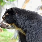 Brillenbär oder Andenbär (Tremarctos ornatus)