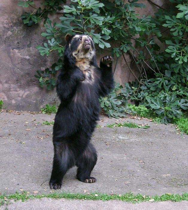 Brillenbär (Tremarctos arnatus)