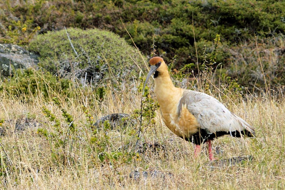 Brillenibis