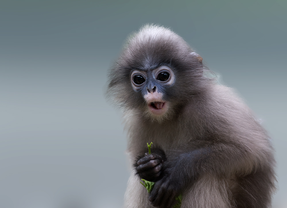 Brillenlangur