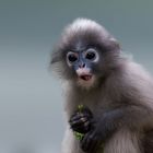 Brillenlangur