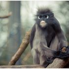 Brillenlangur