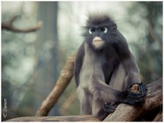 Brillenlangur