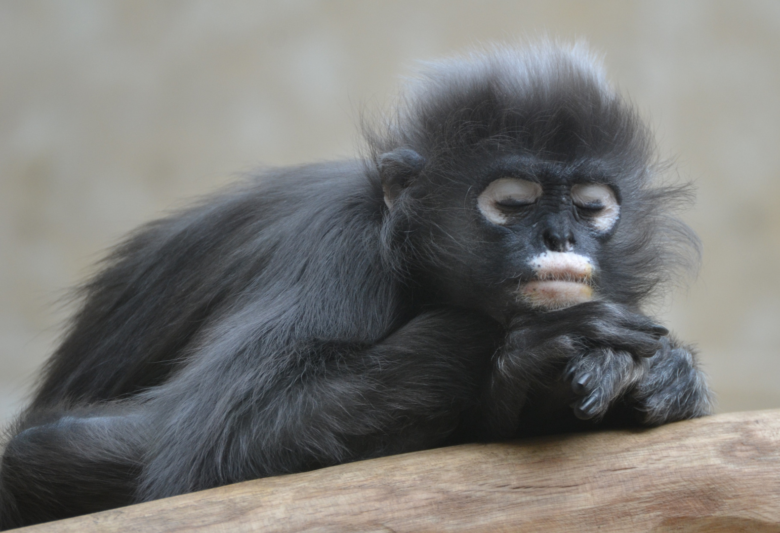 Brillenlangur