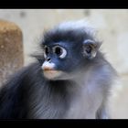 Brillenlangur Äffchen