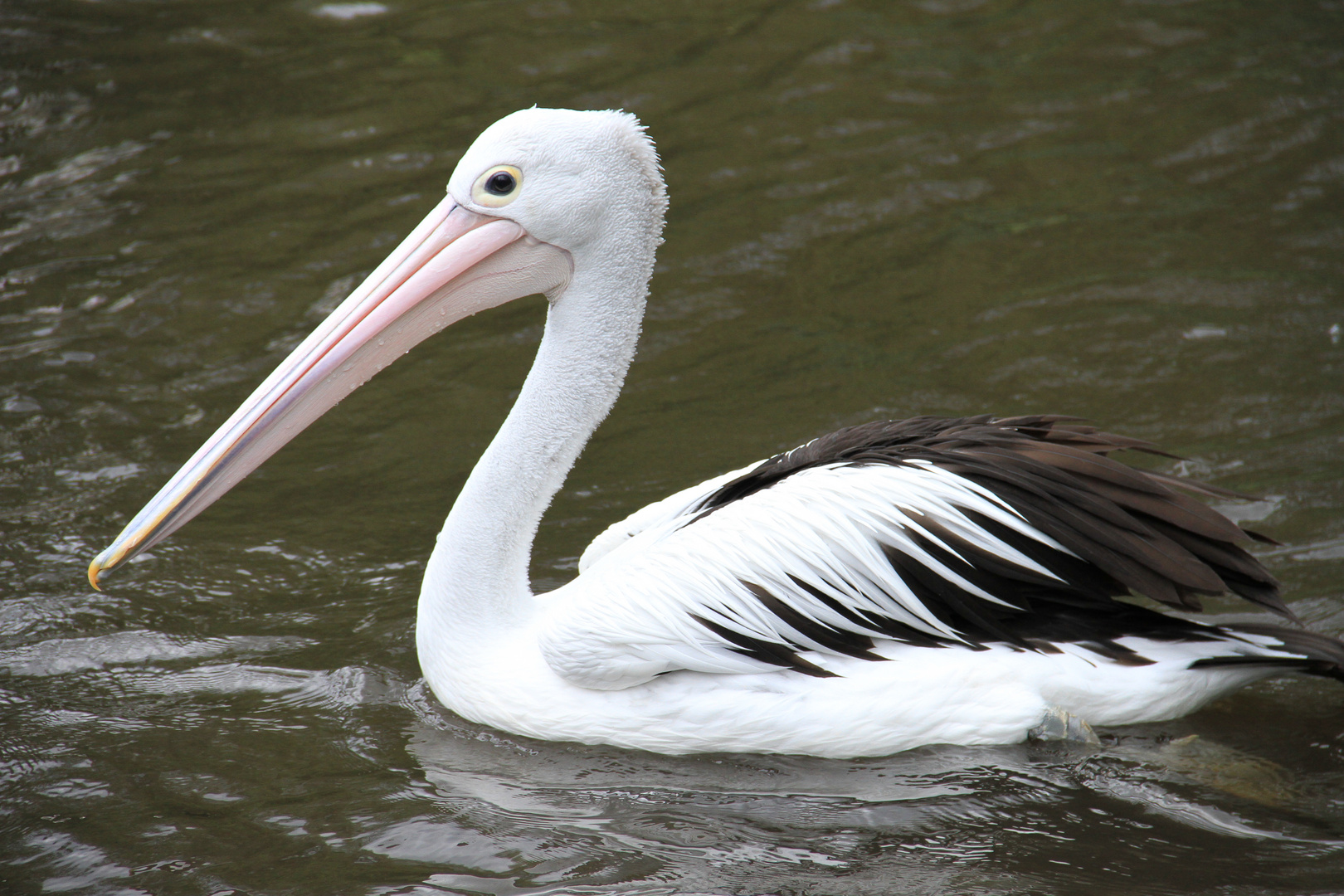 // Brillenpelikan (Pelecanus conspicillatus)