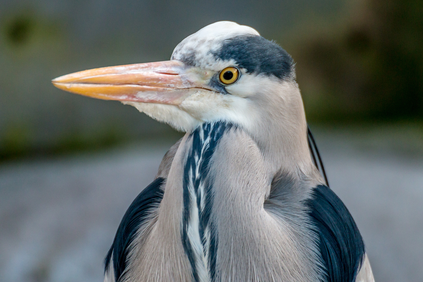 Brillenpinguin ?