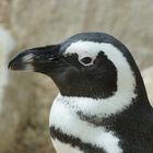 Brillenpinguin