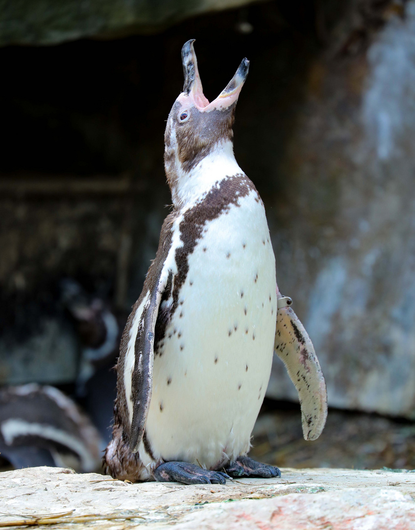 Brillenpinguin