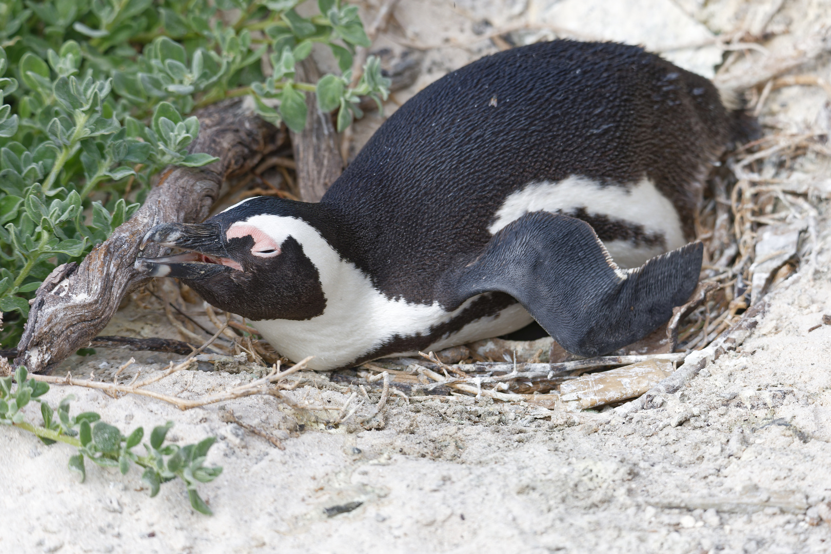 Brillenpinguin