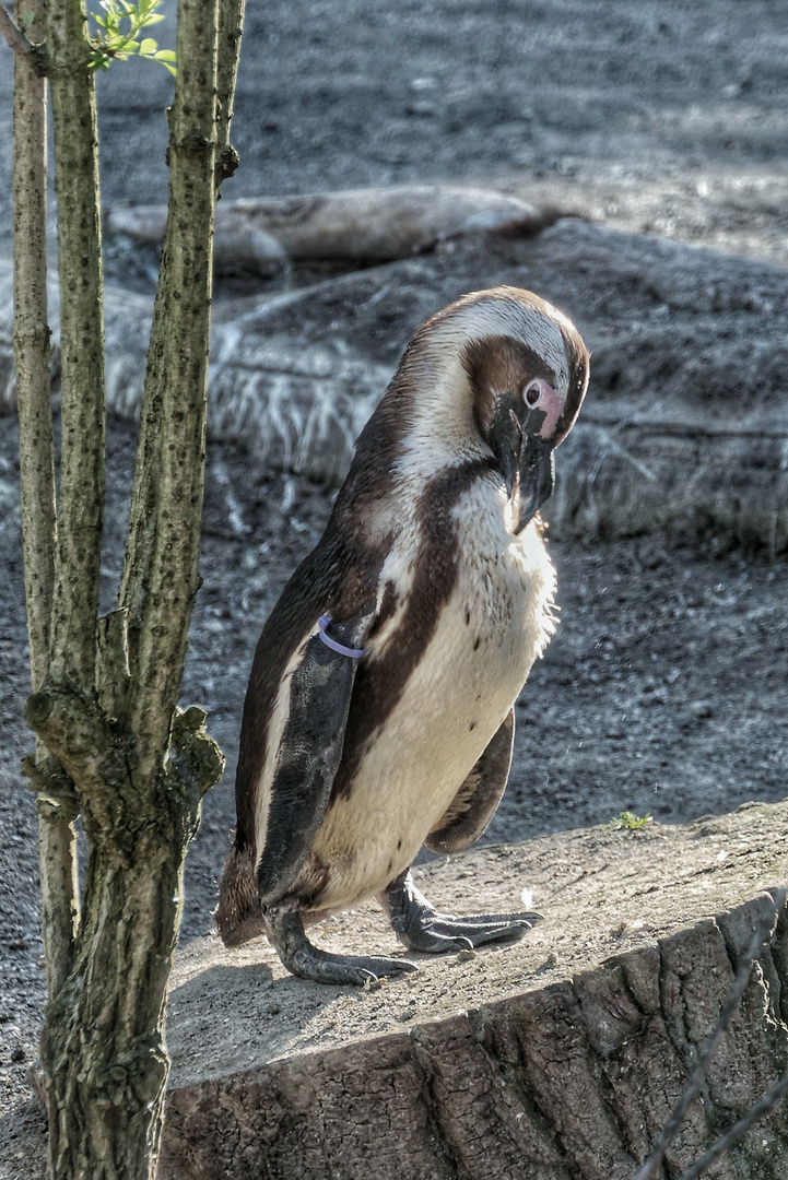 Brillenpinguin