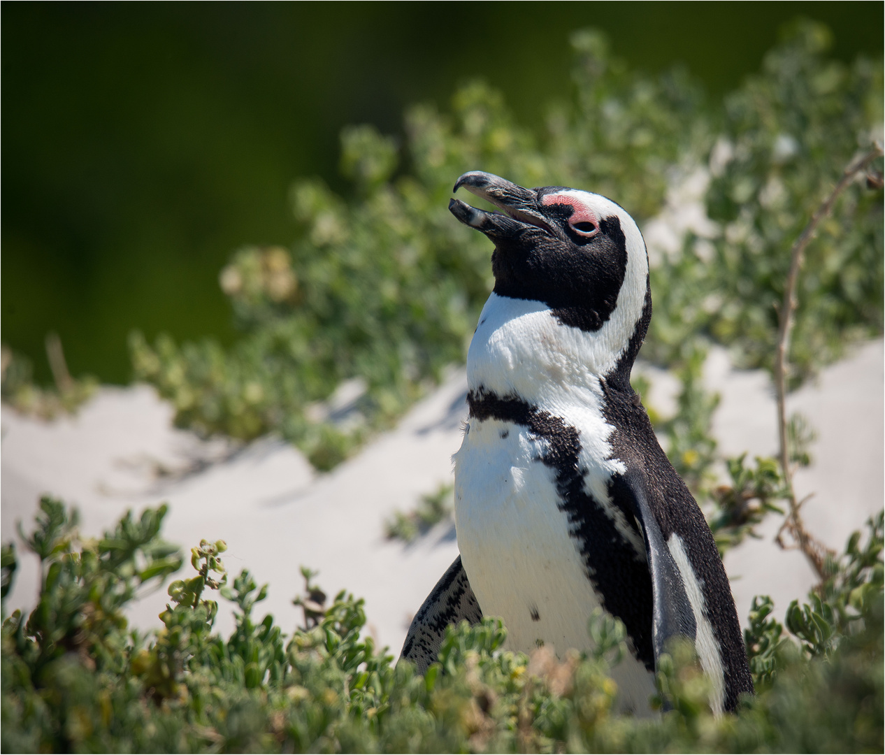 Brillenpinguin