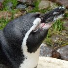 Brillenpinguin