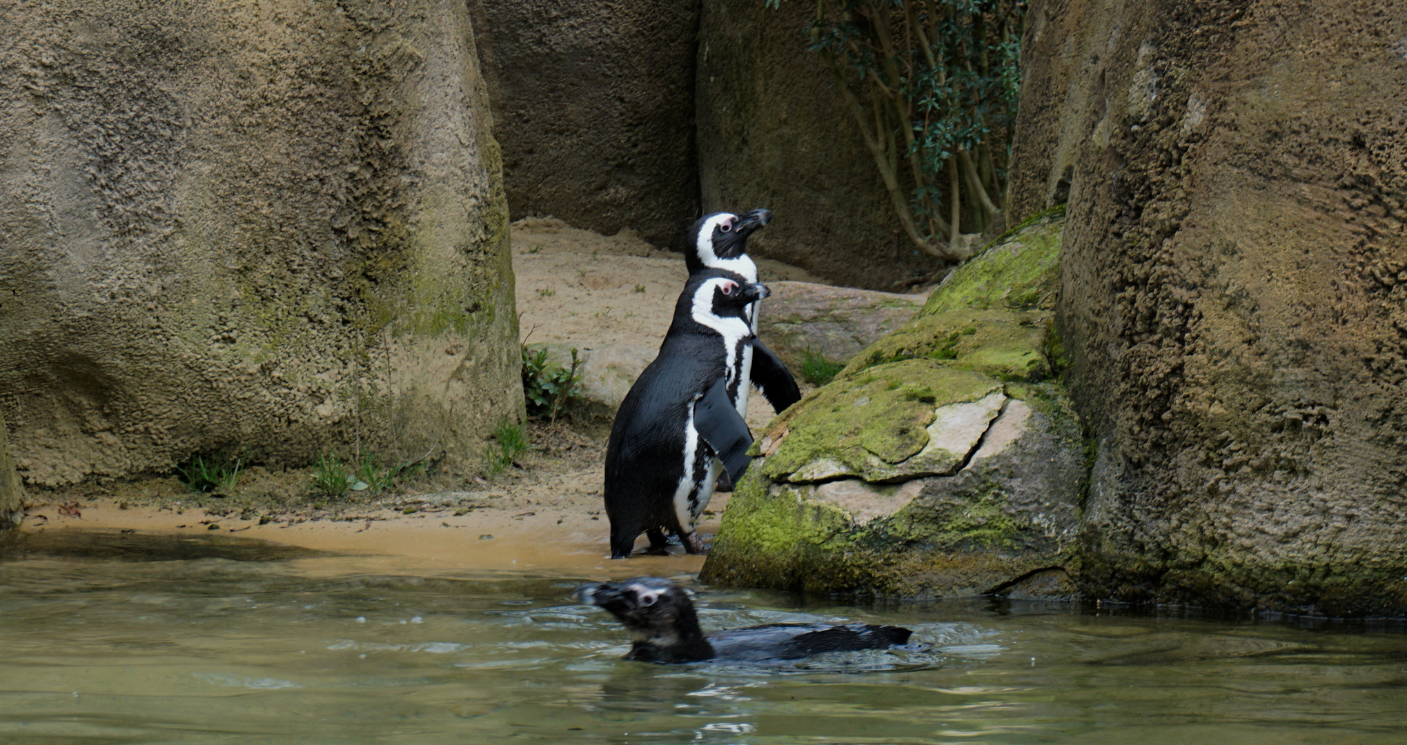 Brillenpinguin