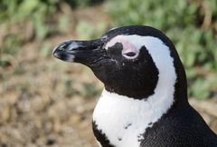 Brillenpinguin am Stoney Point bei Kapstadt