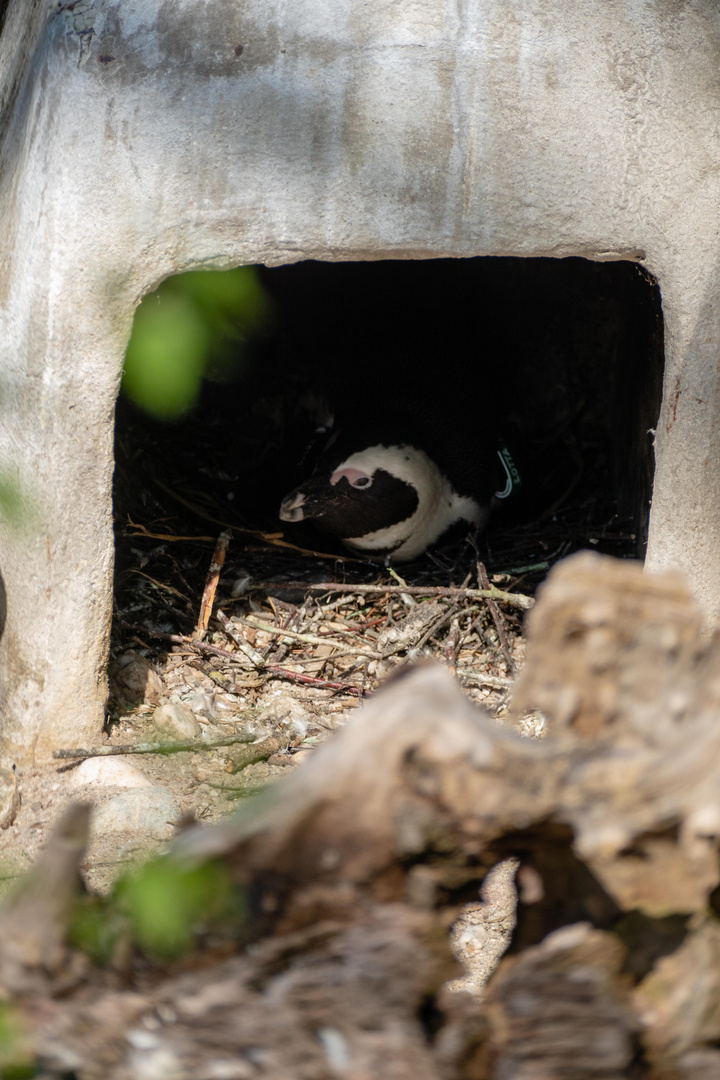 Brillenpinguin auf seinem Nest