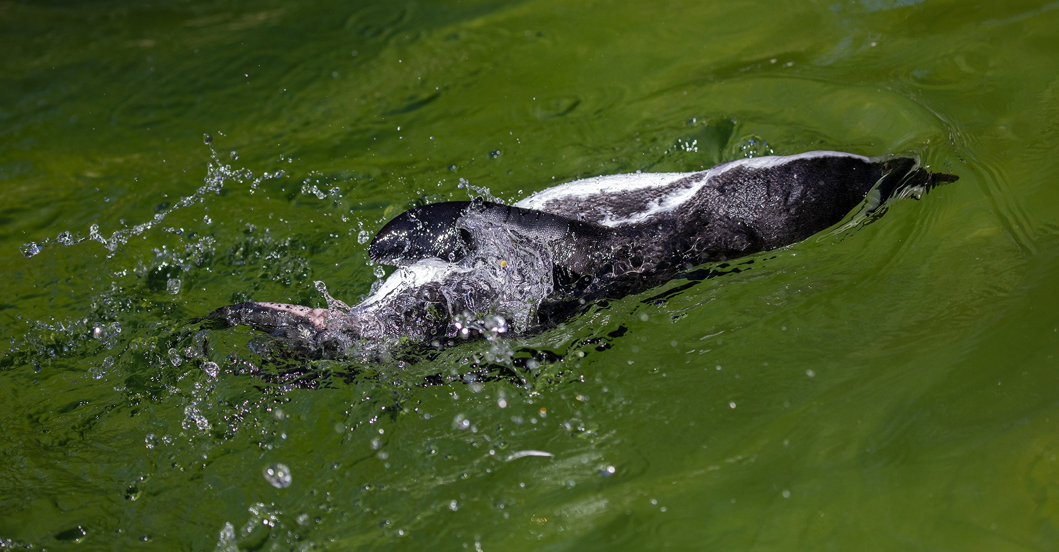 Brillenpinguin beim Rückenschwimmen 001