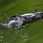 Brillenpinguin beim Rückenschwimmen 001