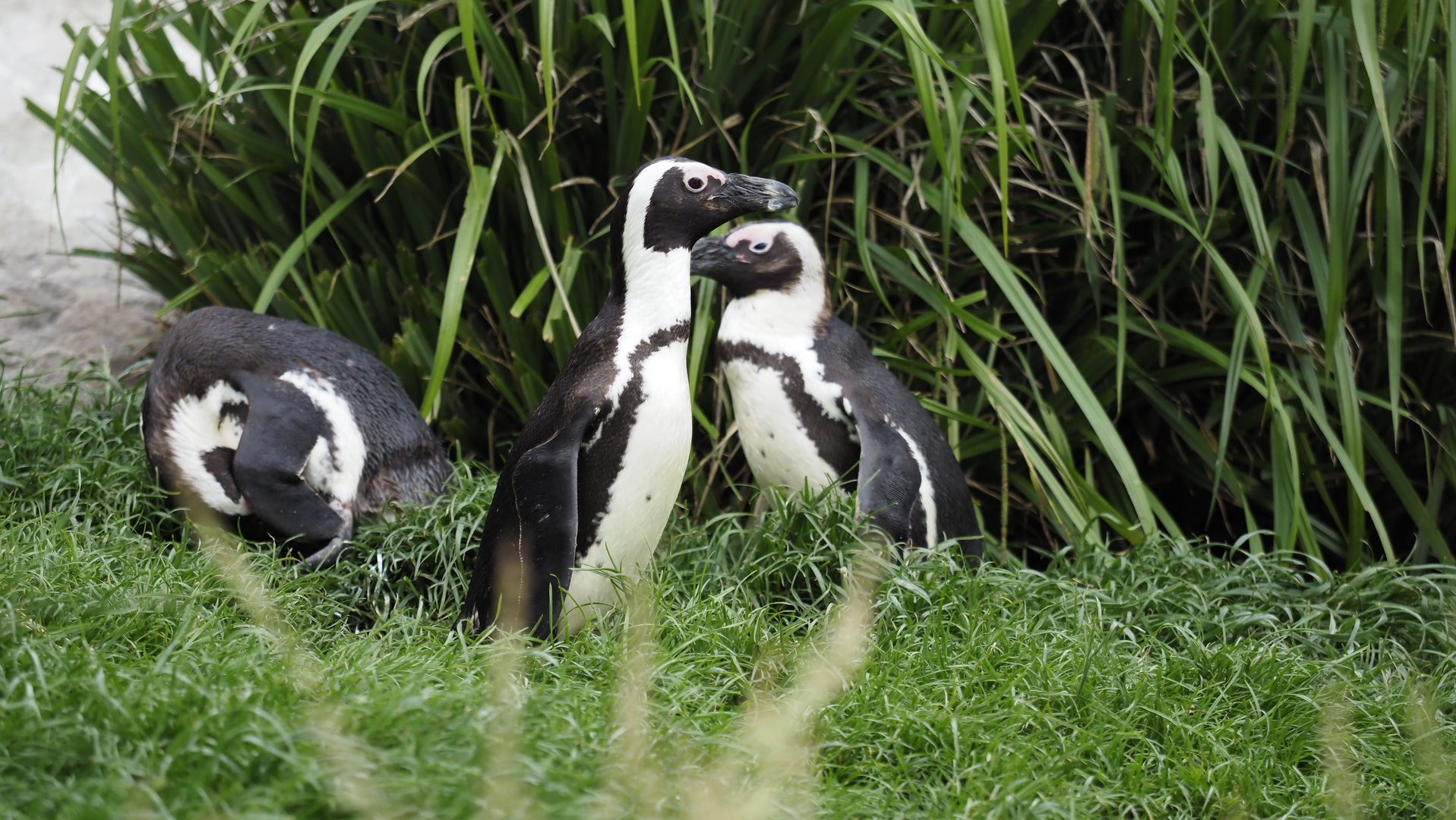 Brillenpinguin