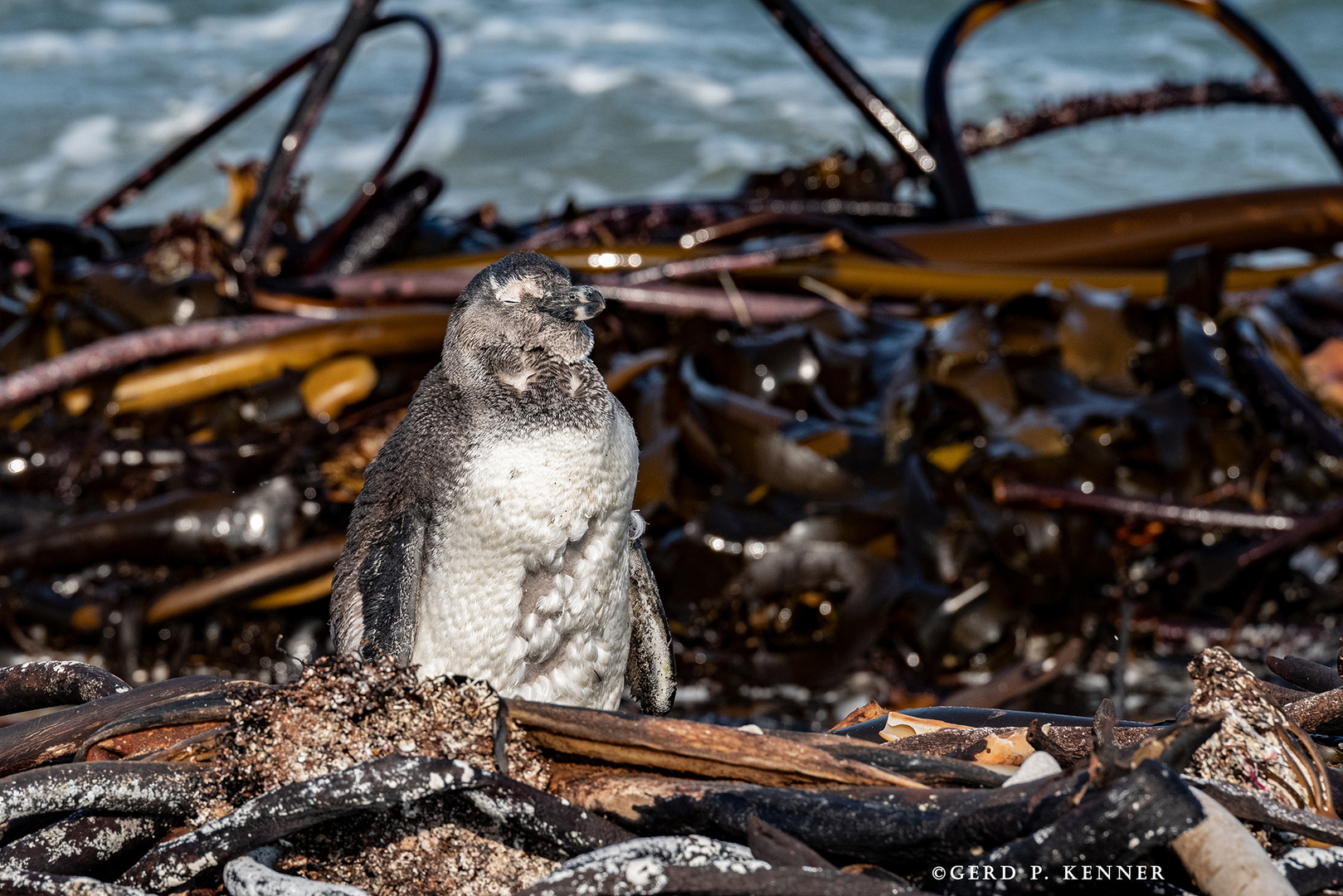 Brillenpinguin 