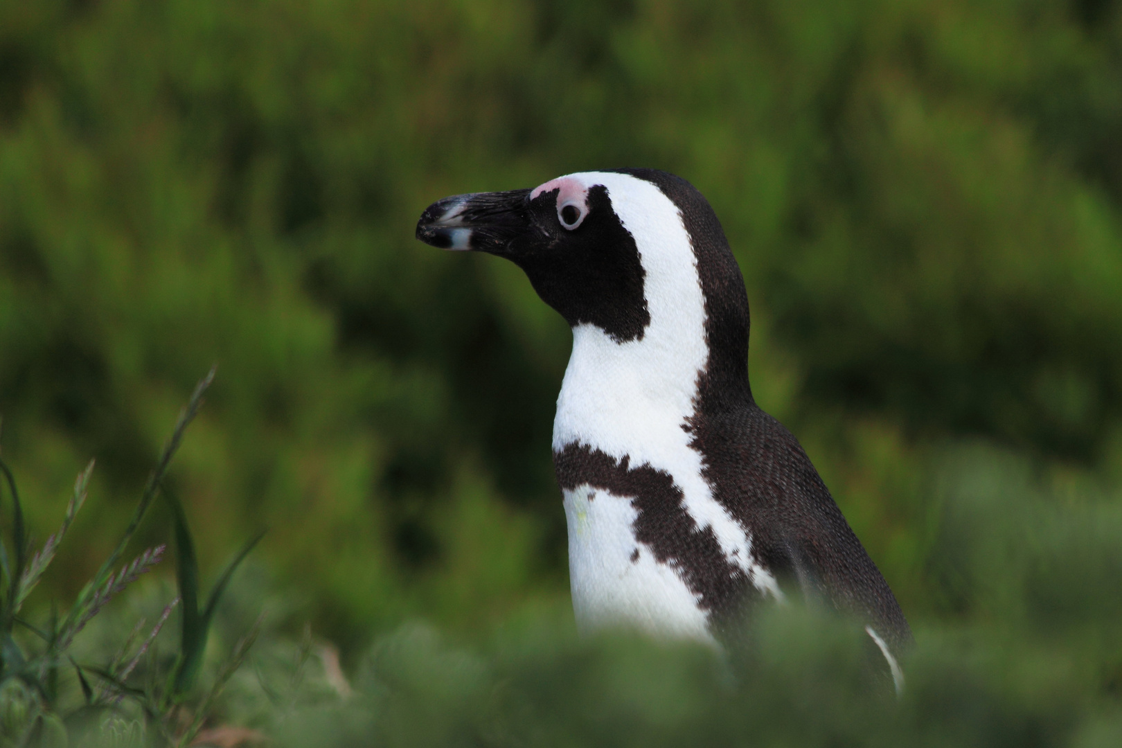 - Brillenpinguin im Grünen -