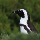 - Brillenpinguin im Grünen -