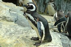 Brillenpinguin im Oceanario de Lisboa