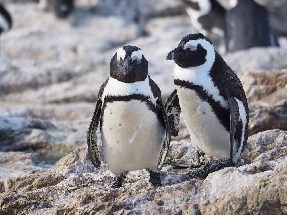 Brillenpinguin Kolonie bei Kapstadt - Stoney Point