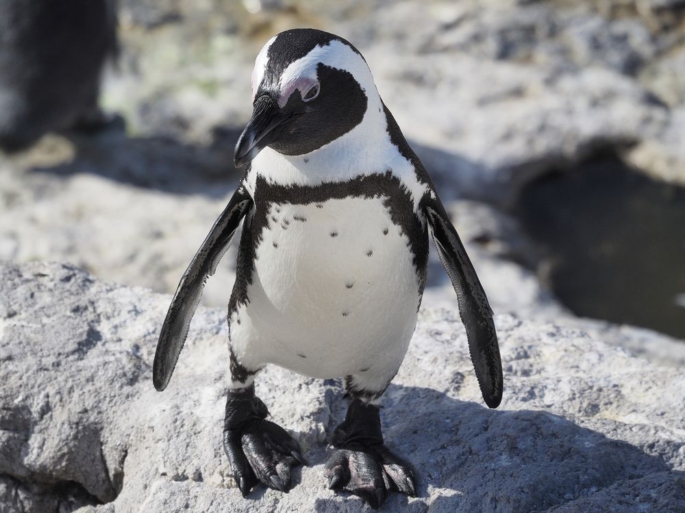 Brillenpinguin - Kolonie bei Kapstadt - Stoney Point