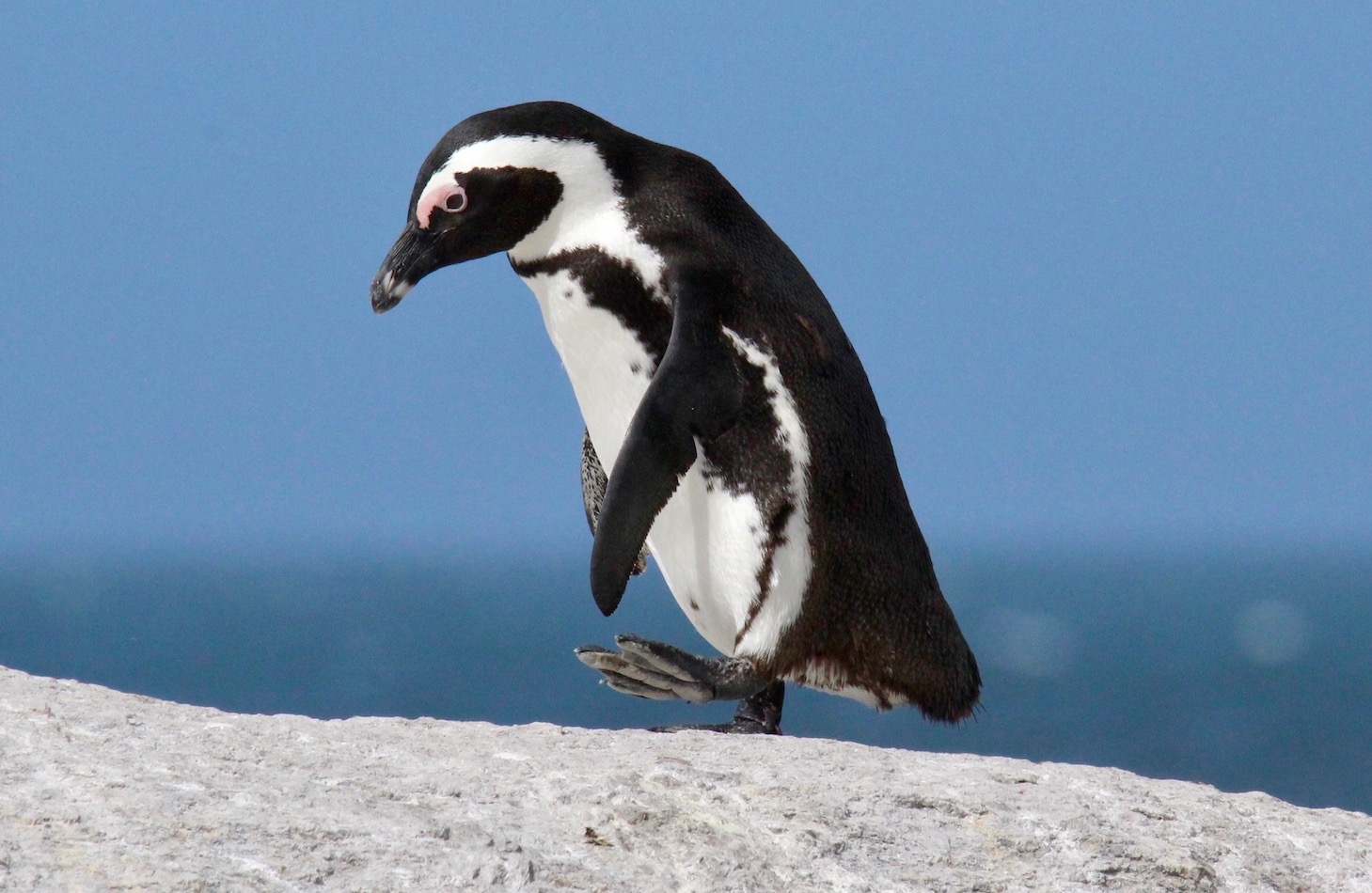 Brillenpinguin Simon's Town Boulders Beach