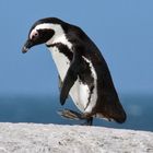 Brillenpinguin Simon's Town Boulders Beach