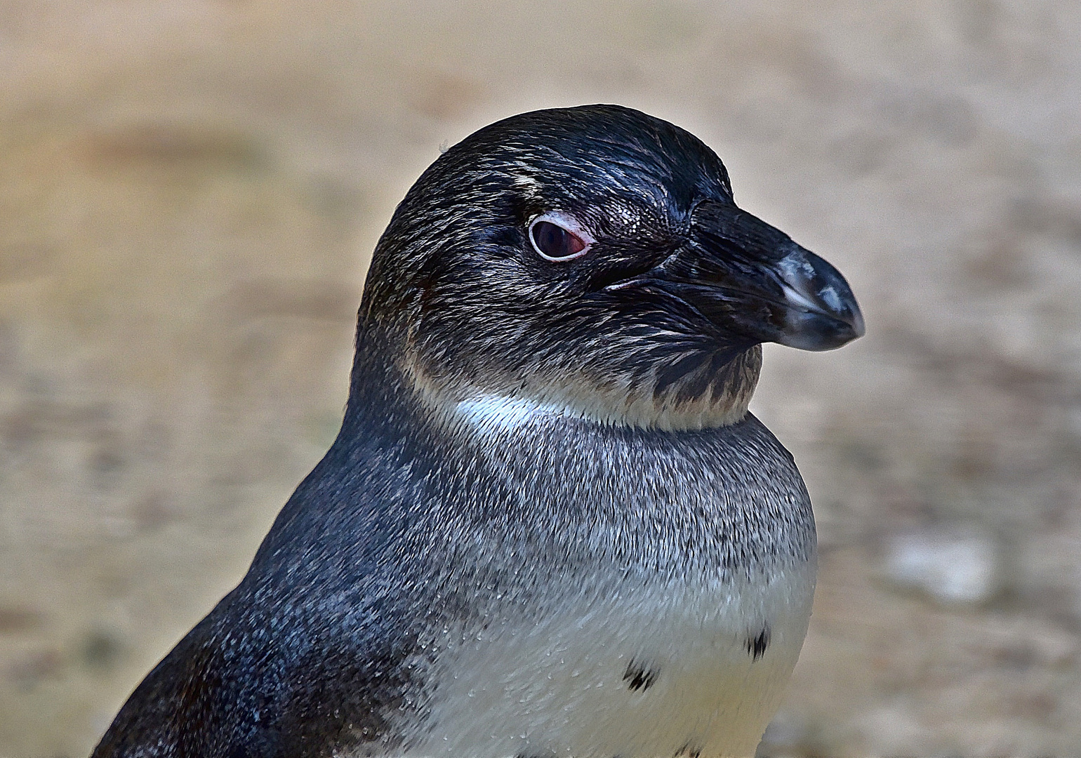 Brillenpinguin (Spheniscus demersus)