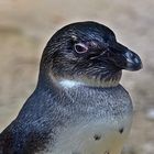 Brillenpinguin (Spheniscus demersus)