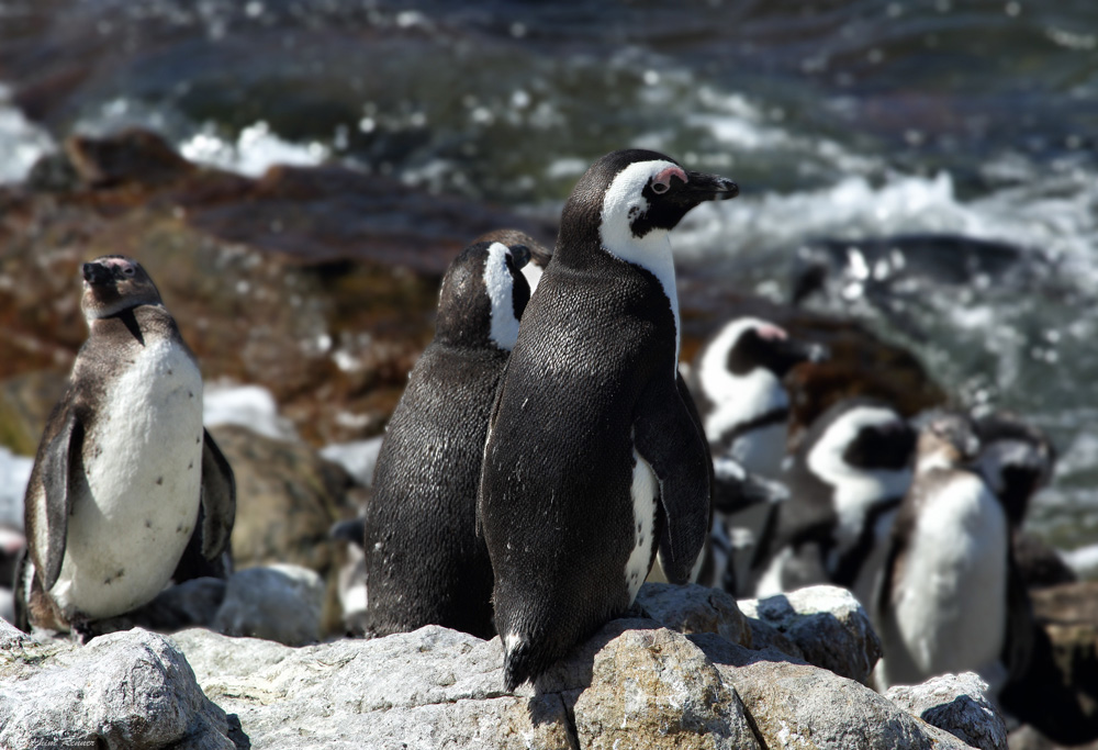 Brillenpinguin (Spheniscus demersus)